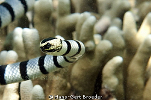 Sea Snake
 -fright-
 www.bunakenhans.com
 Bunaken, Sul... by Hans-Gert Broeder 